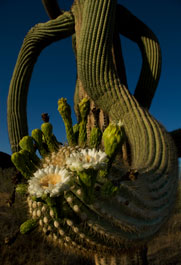 Saguaro cactus with blooming flowers at Organ Pipe Cactus National Monument in the Arizona Sonoran Desert