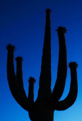Saguaro at twilight at Organ Pipe Cactus National Monument, southern Arizona