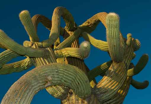 Saguaro cactus in the Tucson Mts. (Sagauro National Park West), Arizona