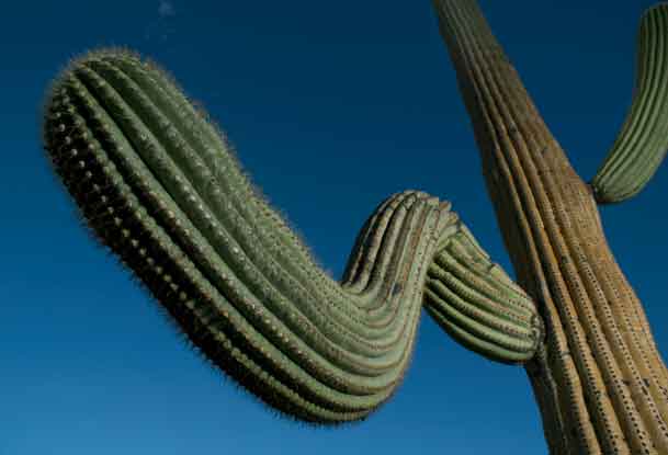 Saguaro Cactus in the Tucson Mts. (Sagauro National Park West), Arizona