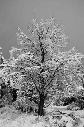 Snow-covered tree on the Coconino National Forest, not far from Sedona, Arizona