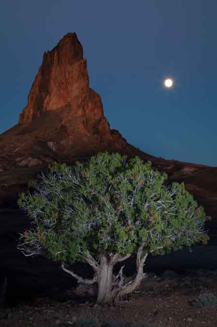 Moon and juniper tree at Agathla Peak in the high desert south of Monument Valley on the Navajo Nation, Arizona