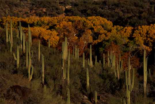 Autumn at Aravaipa Canyon, Arizona.
