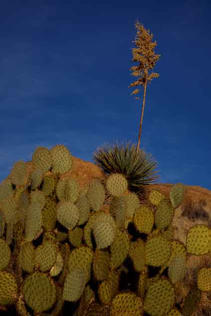 Prickly pear cactus beneath a yucca plant in the Arrastra Mountain Wilderness in western Arizona.
