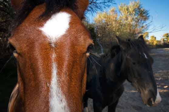 Horses along Ash Creek, Arizona