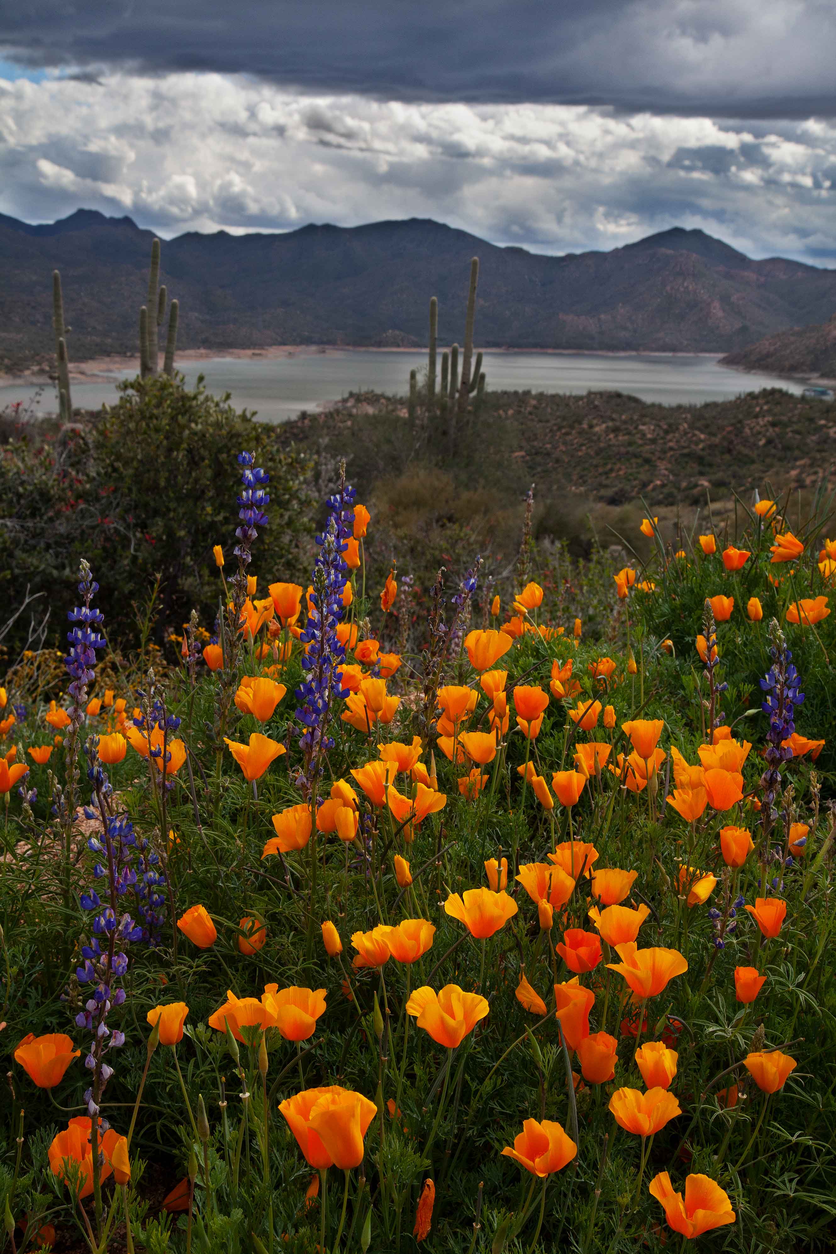 Desert wildflowers (Mexican Goldpoppies) in spring near Bartlett Lake in the Arizona Sonoran Desert.