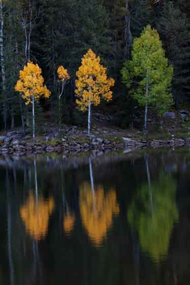 Fall aspen trees at Bear Canyon Lake, Arizona
