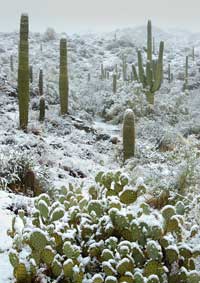 Snow-covered prickly pear and saguaro cactus in the Bradshaw Mts., Arizona