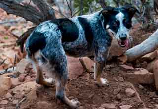 Photography of dogs by Dave Wilson of Phoenix, Arizona