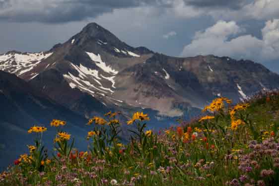 Spring in the Colorado Rocky Mts. Shown here are wildflowers near the Alta Lakes with Wilson Peak in the distance.