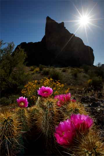 Blooming strawberry hedgehog (Echinocereus engelmannii) cactus beneath Courthouse Rock in the Eagletail Mts., Arizona.