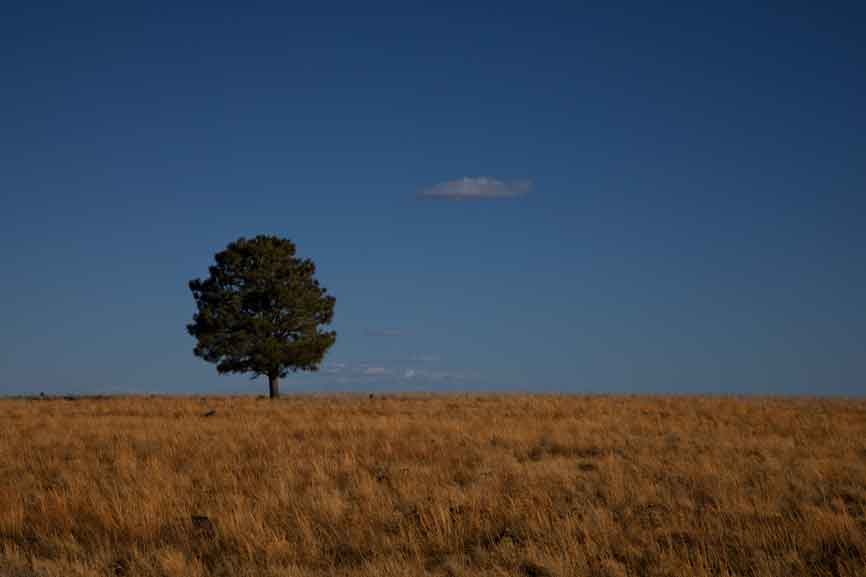 Lone tree in grassy field near Mormon Lake, northern Arizona.