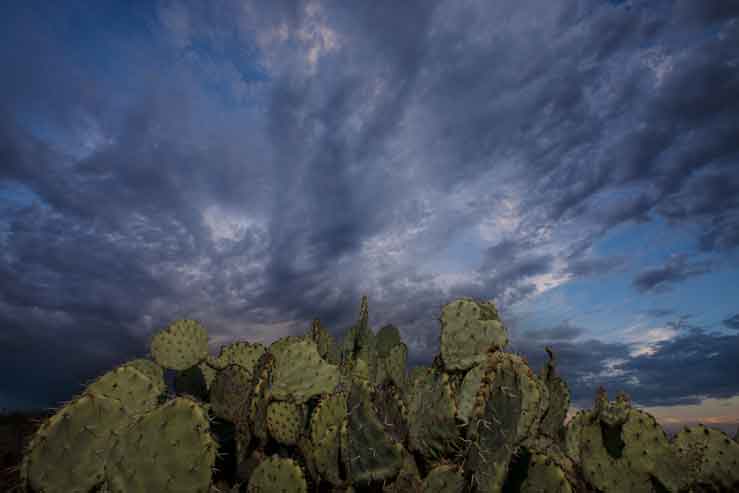 Prickly Pear at twilight on Perry Mesa (Agua Fria National Monument), Arizona.