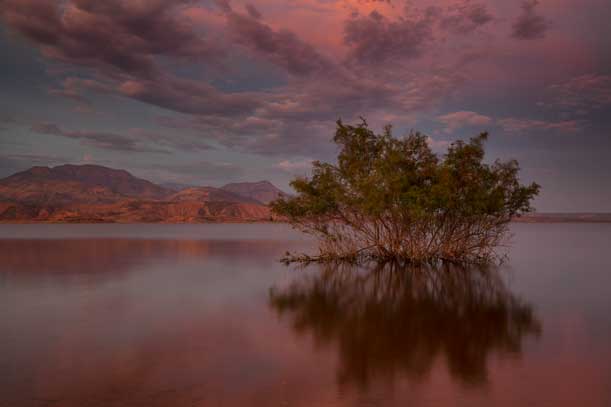 Desert tree in Lake Roosevelt, Arizona at sunset