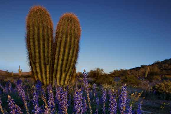 Nature and landscape photography of Arizona by Dave Wilson