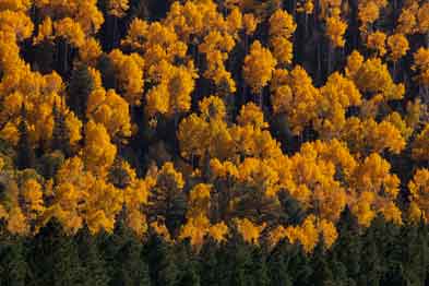 Autumn in Northern Arizona