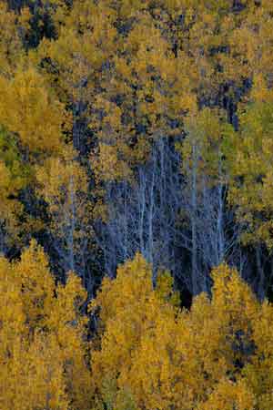 Aspen trees with fall color at Lockett Meadow in the San Francisco Peaks of northern Arizona