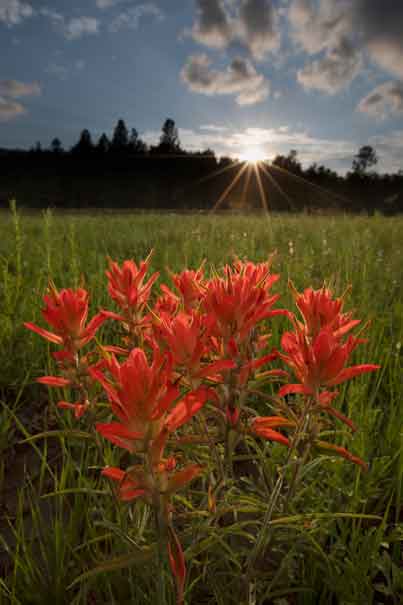 Indian Paintbrush widlflowers on the Coconino National Forest, northern Arizona