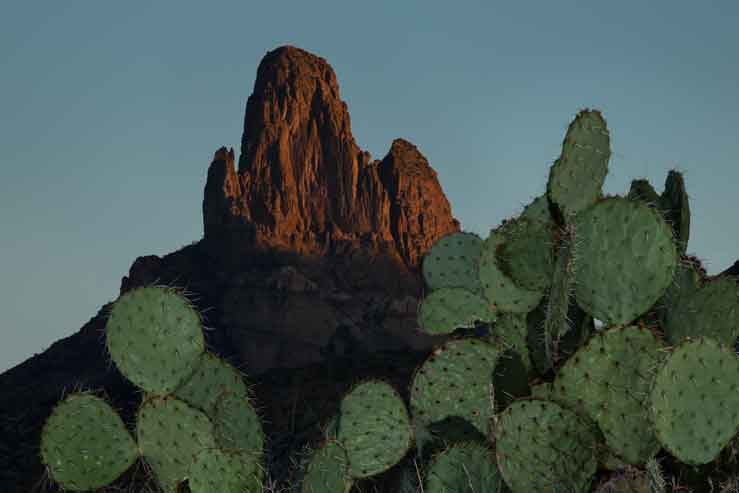 Prickly Pear cactus beneath Weaver's Needle in the Superstition Mts., Arizona