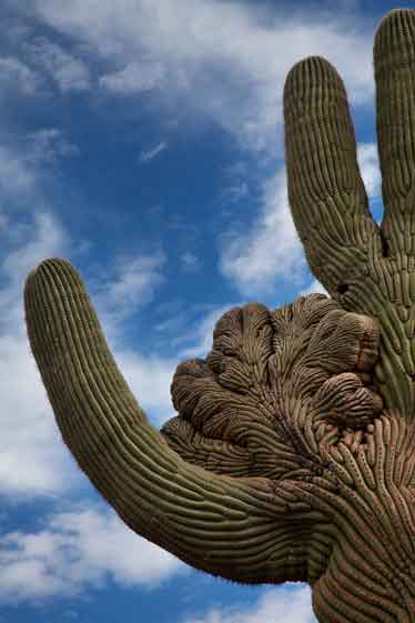 Crested saguaro cactus in Gold Canyon, Arizona