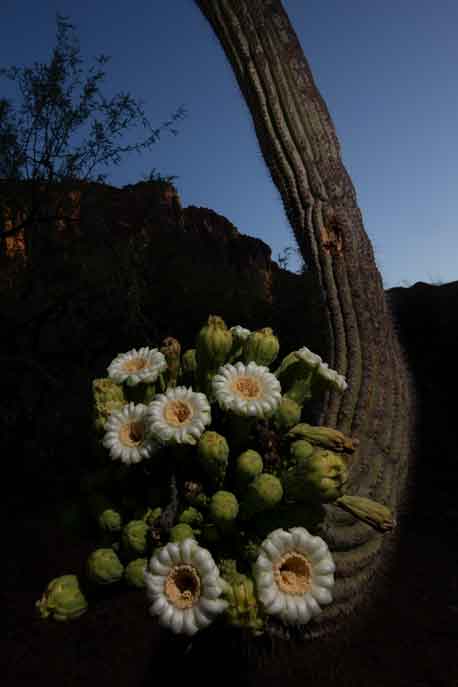 A saguaro cactus blooming with white flowers in the Superstition Mts. in the Arizona desert
