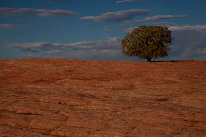 Lone juniper tree and sandstone in the high desert near Tsegi on the Navajo Reservation in northern Arizona