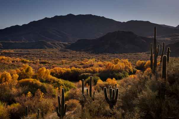 Saguaro cactus and trees with autumn colors along the Verde River in the Arizona desert