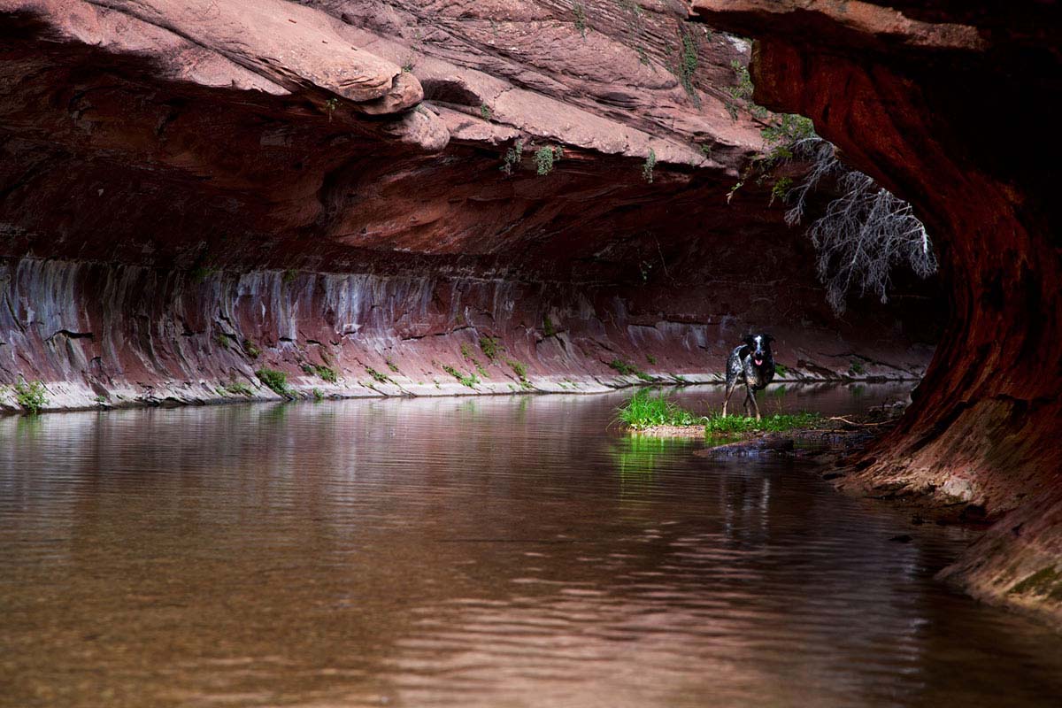 Jessee the Three-Legged Cattle Dog, a Blue Heeler mix who loves to hike Arizona