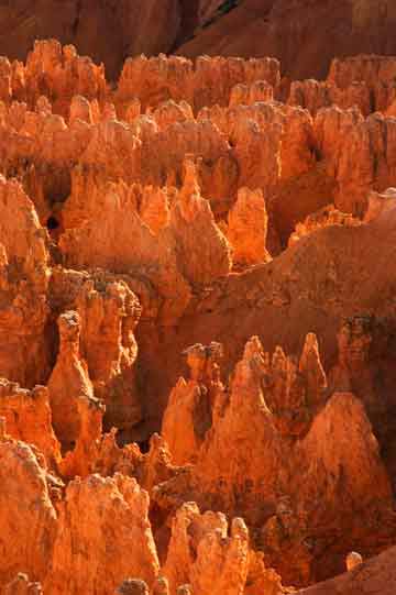 Saguaro cactuses at sunset at Canyon Lake, Arizona (flash for foreground)