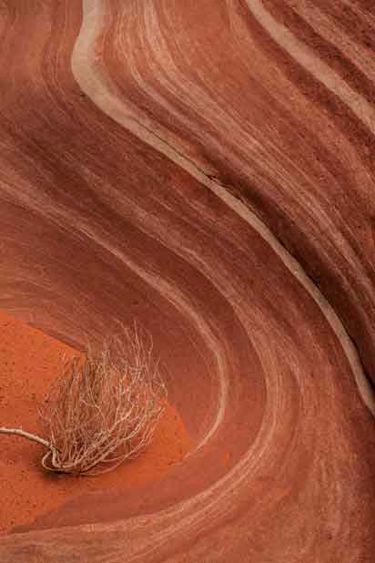 Small tumbleweed and sandstone at Coyote Buttes, Arizona