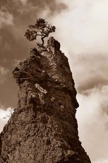 Lone tree and rock formation in Losee Canyon on the Dixie National Forest, Utah