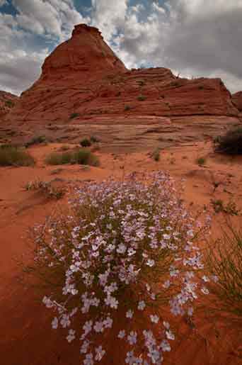 On the Navajo Nation just east of Glen Canyon, northern Arizona.