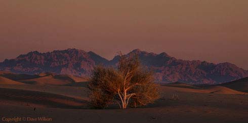 Imperial Sand Dunes (a.k.a., Glamis Dunes or Algodones Dunes) in the southern California desert