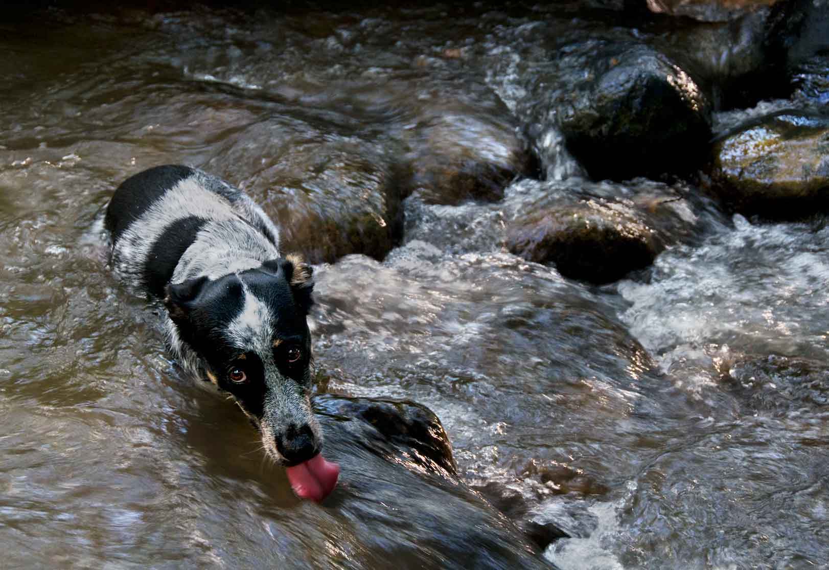 Jessee the Three-Legged Cattle Dog, a Blue Heeler mix who loves to hike Arizona
