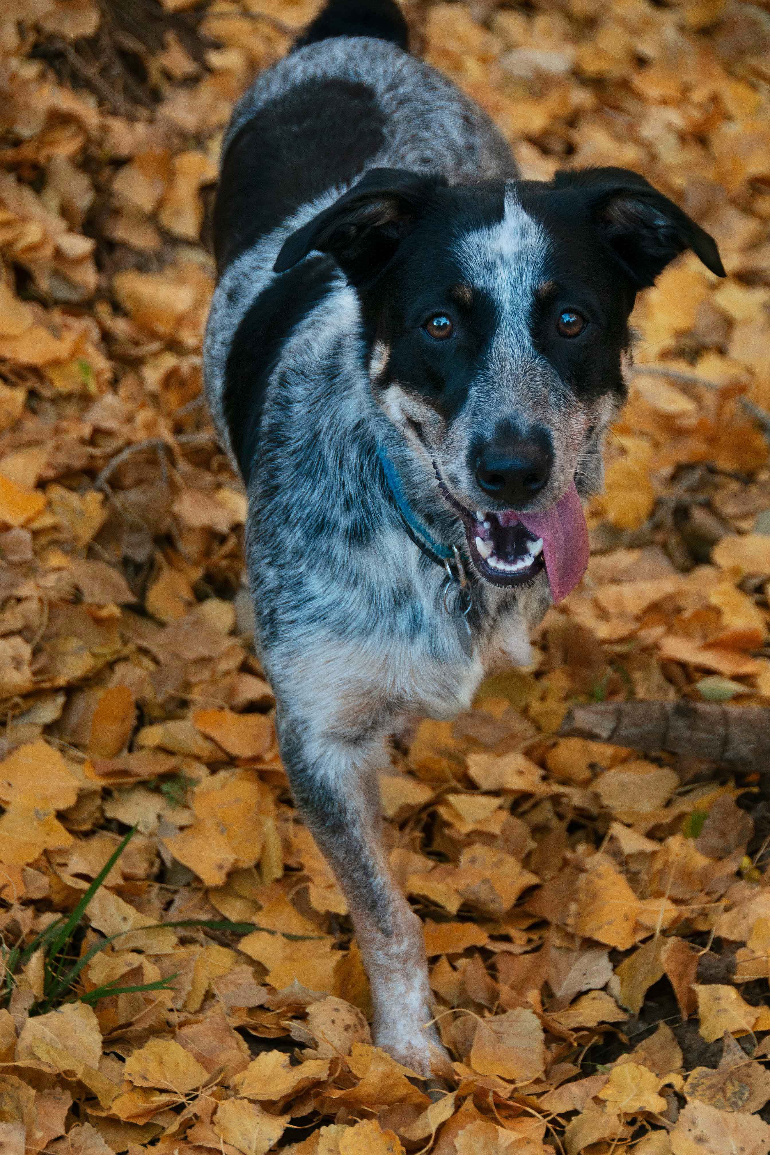 Jessee the Three-Legged Cattle Dog, a Blue Heeler mix who loves to hike Arizona