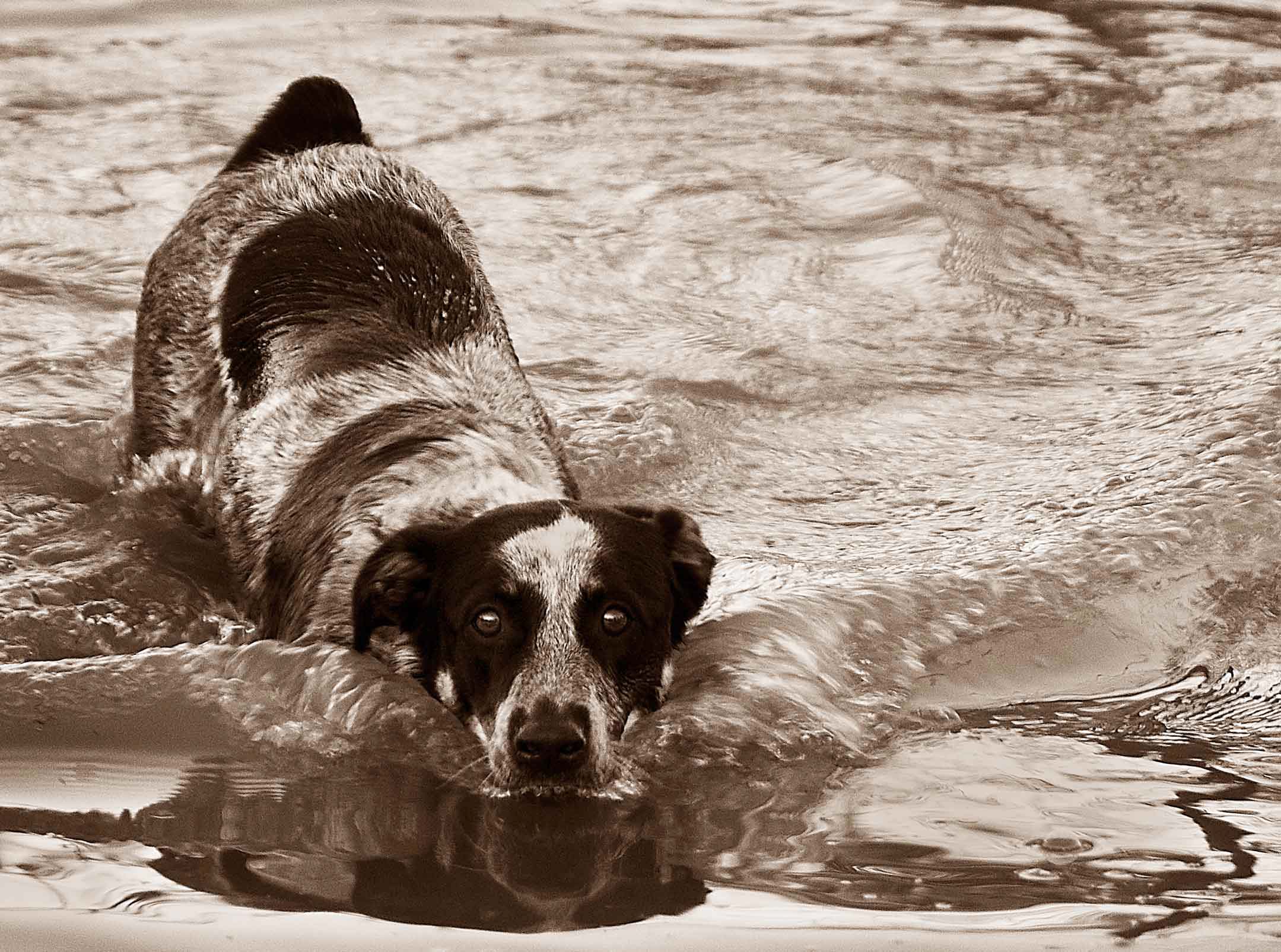 Jessee the Three-Legged Cattle Dog, a Blue Heeler mix who loves to hike Arizona