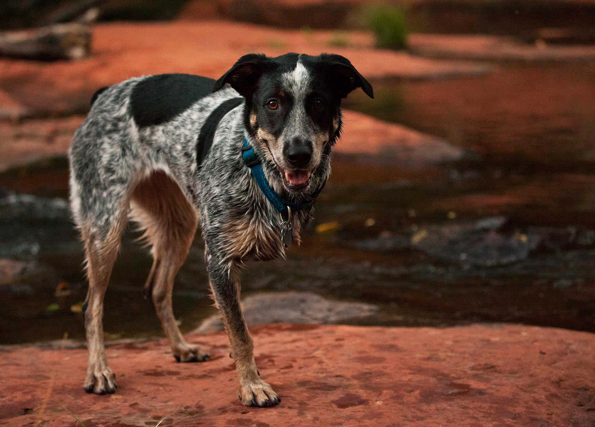 Jessee the Three-Legged Cattle Dog, a Blue Heeler mix who loves to hike Arizona