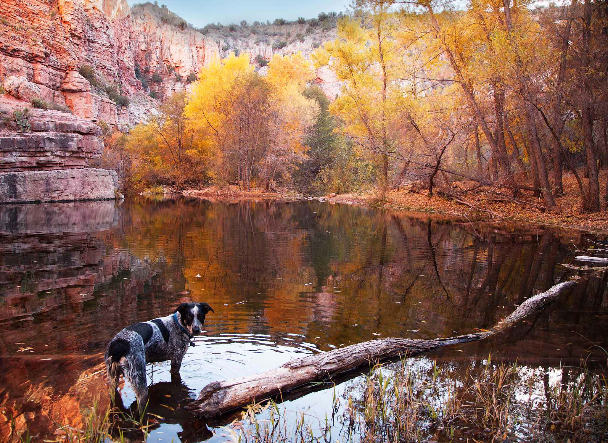 Jessee the Three-Legged Cattle Dog, a Blue Heeler mix who loves to hike Arizona
