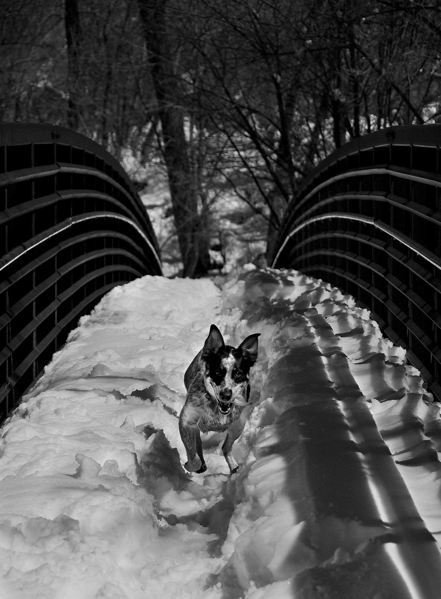 Jessee the Three-Legged Cattle Dog, a Blue Heeler mix who loves to hike Arizona