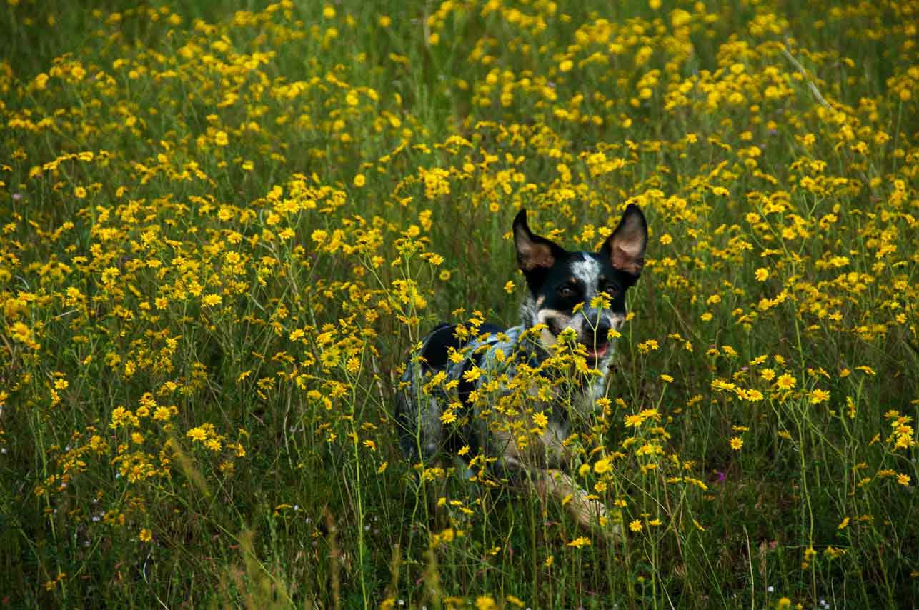 Jessee the Three-Legged Cattle Dog, a Blue Heeler mix who loves to hike Arizona