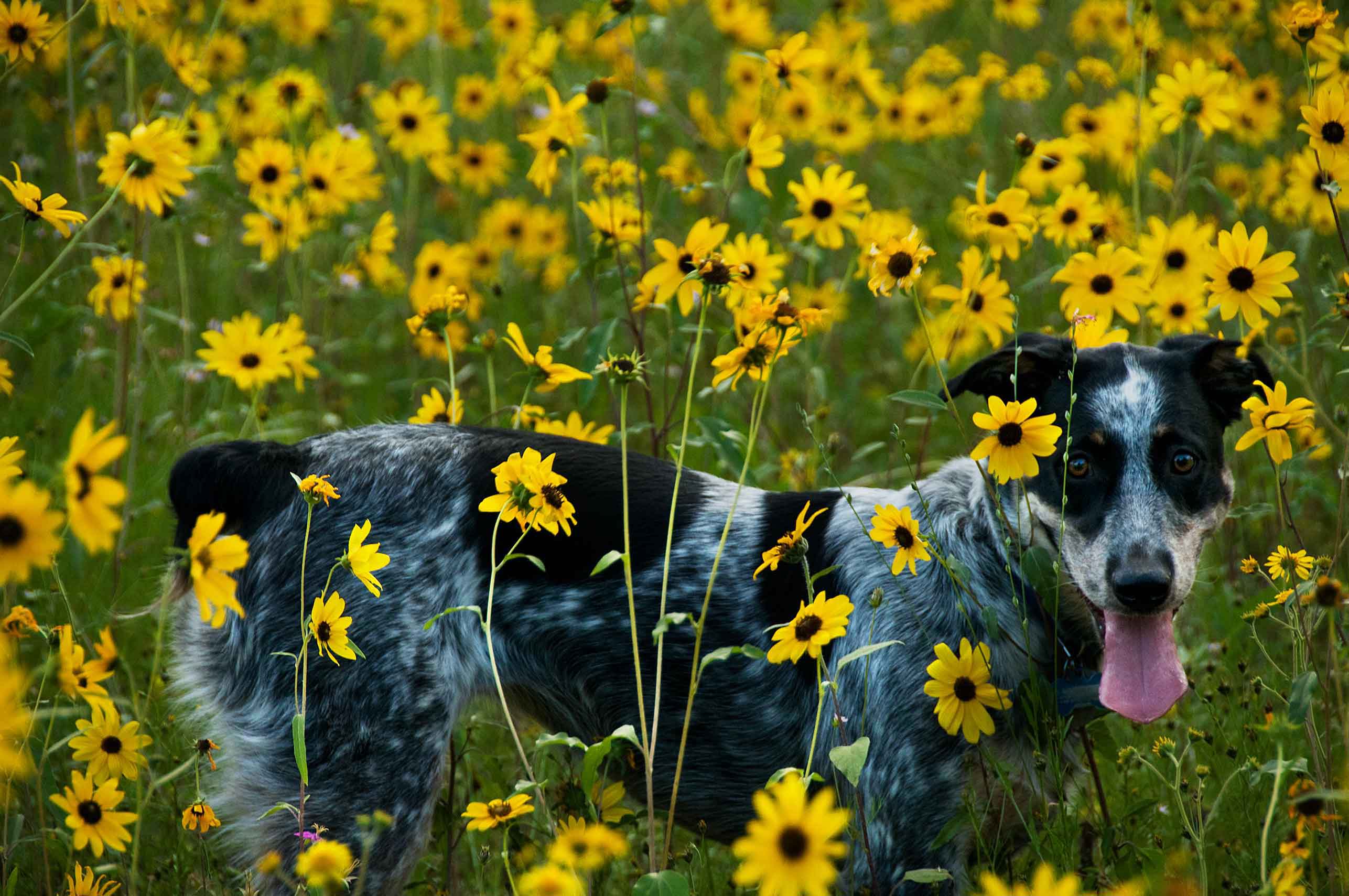 Jessee the Three-Legged Cattle Dog, a Blue Heeler mix who loves to hike Arizona