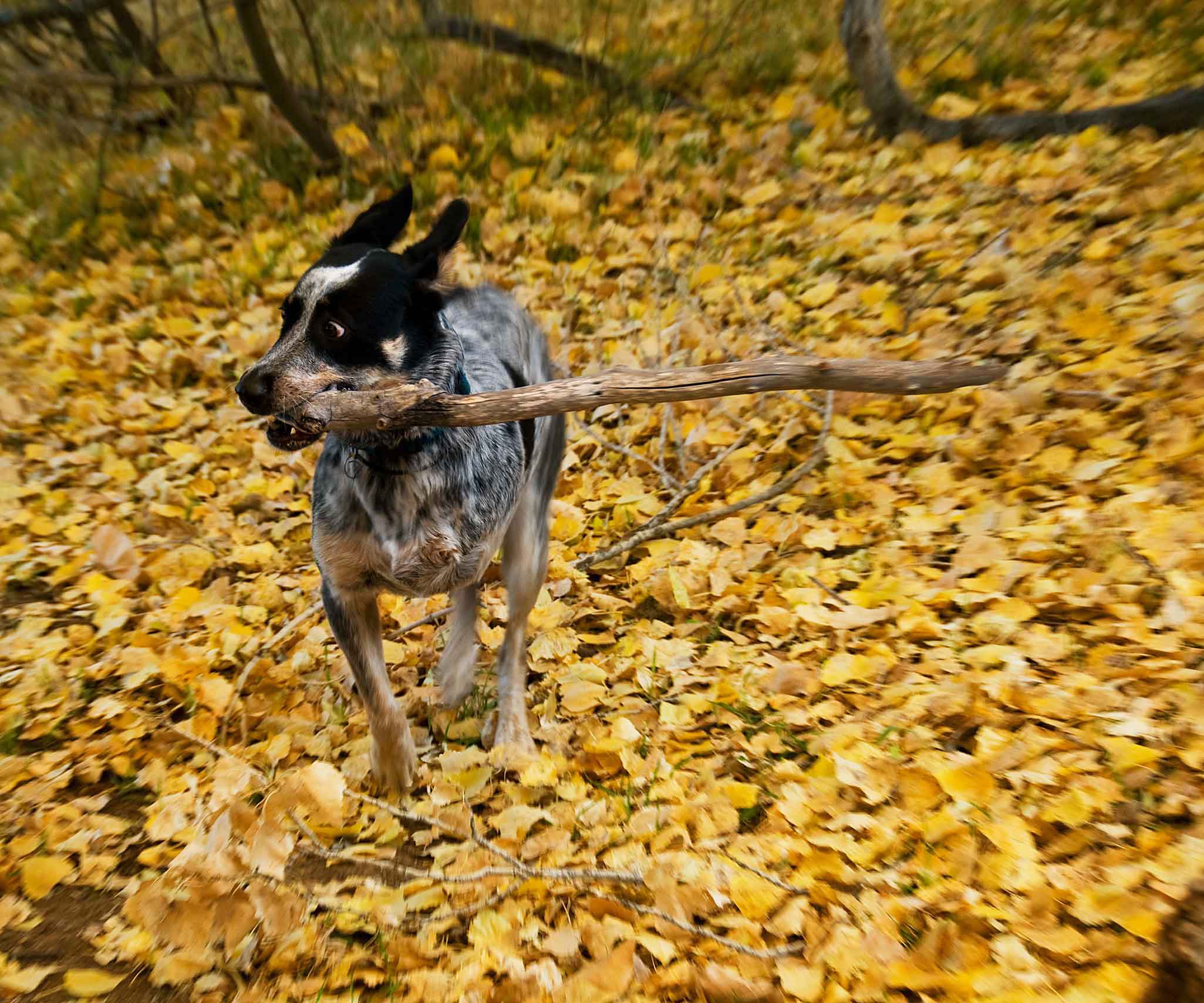 Jessee the Three-Legged Cattle Dog, a Blue Heeler mix who loves to hike Arizona