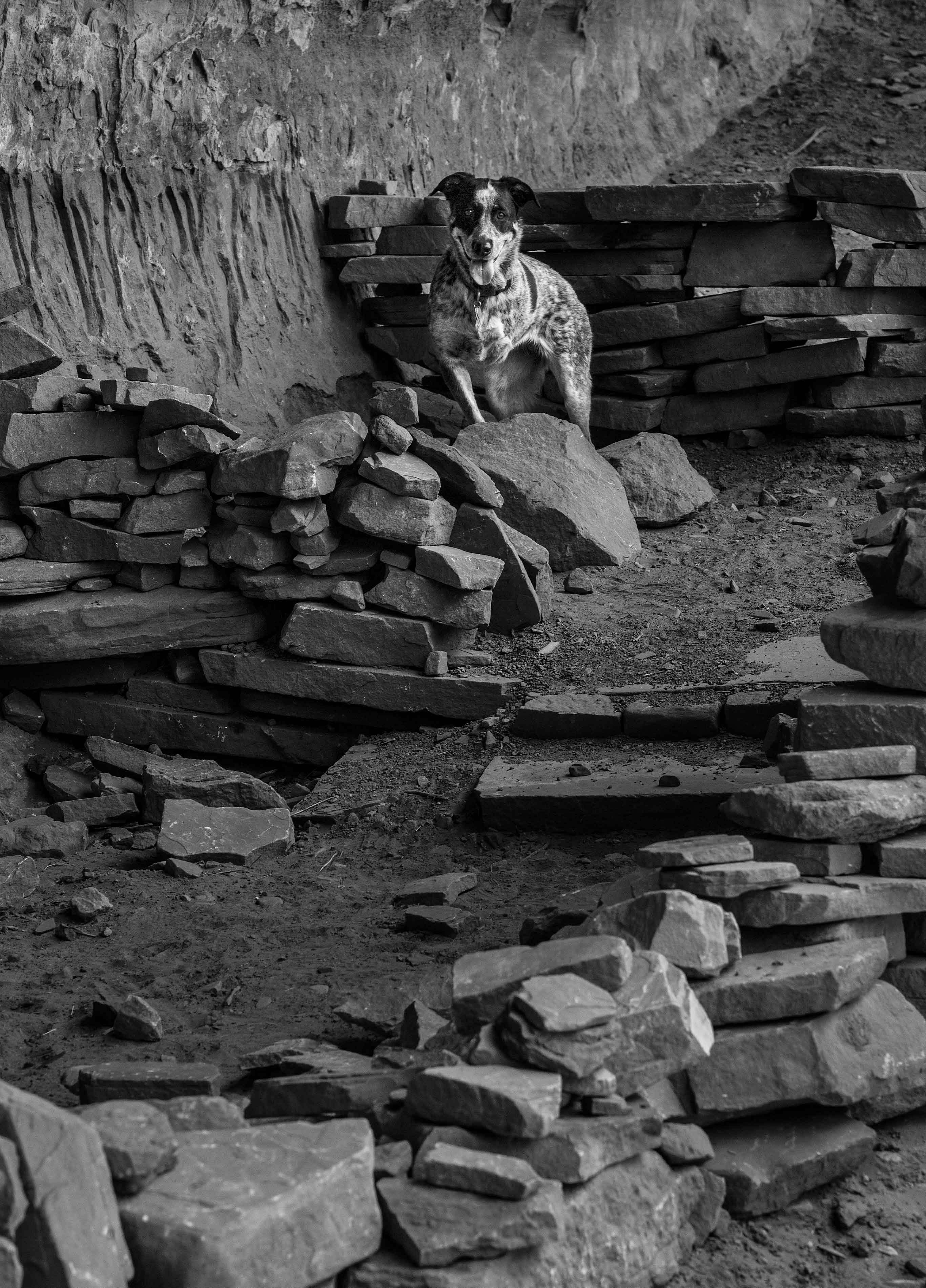 Jessee the Three-Legged Cattle Dog, a Blue Heeler mix who loves to hike Arizona