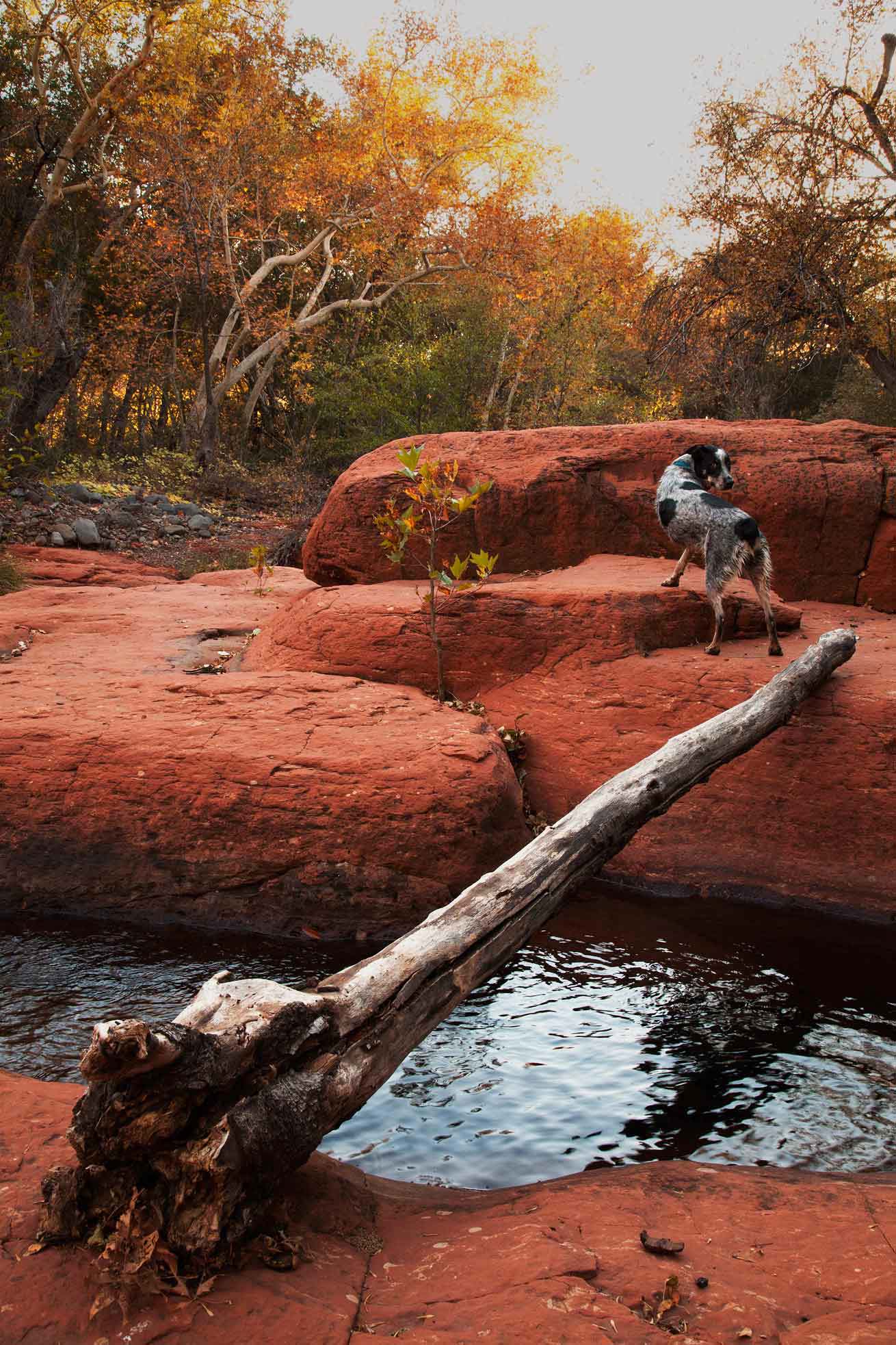 Jessee the Three-Legged Cattle Dog, a Blue Heeler mix who loves to hike Arizona