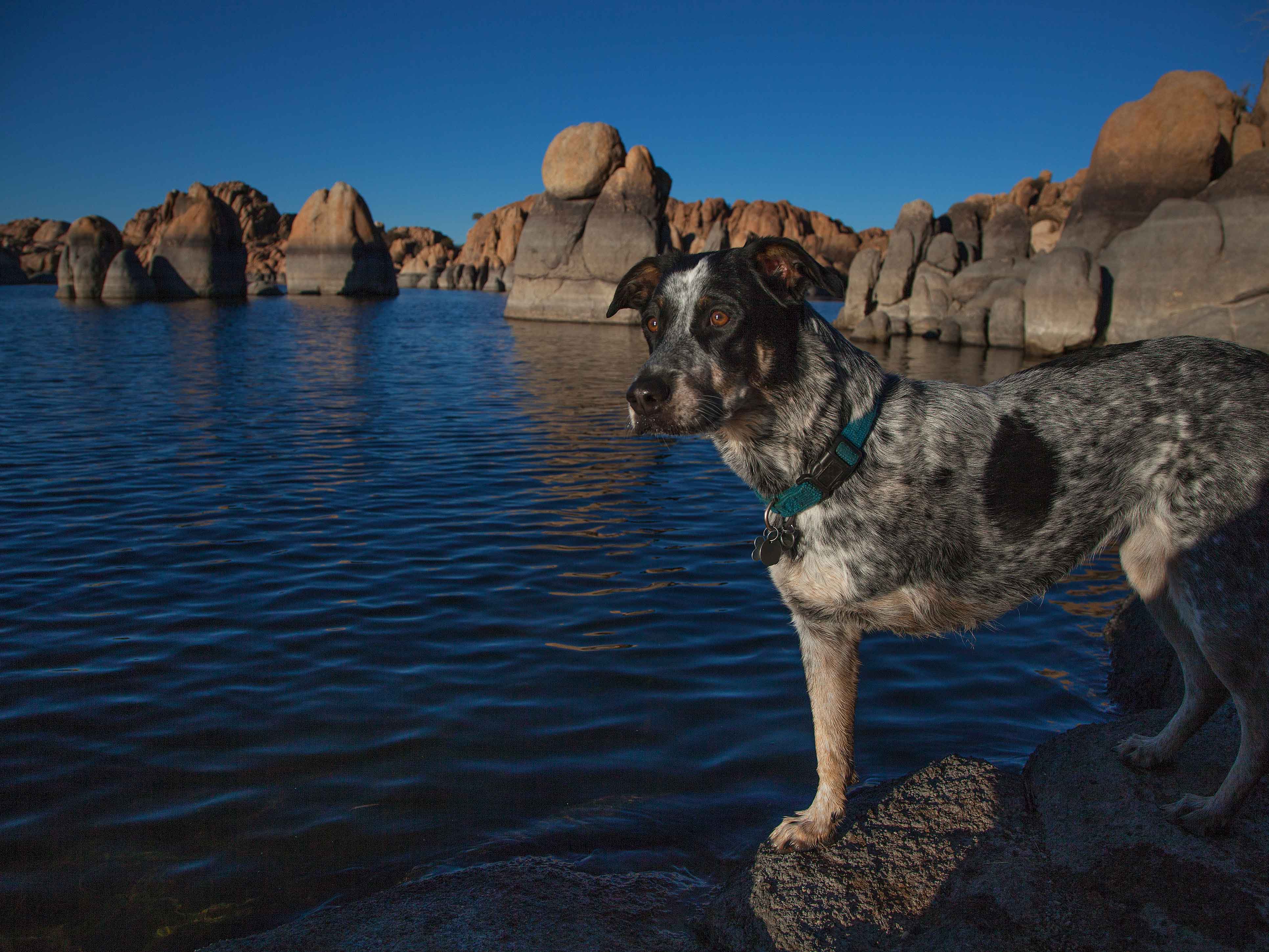 Jessee the Three-Legged Cattle Dog, a Blue Heeler mix who loves to hike Arizona