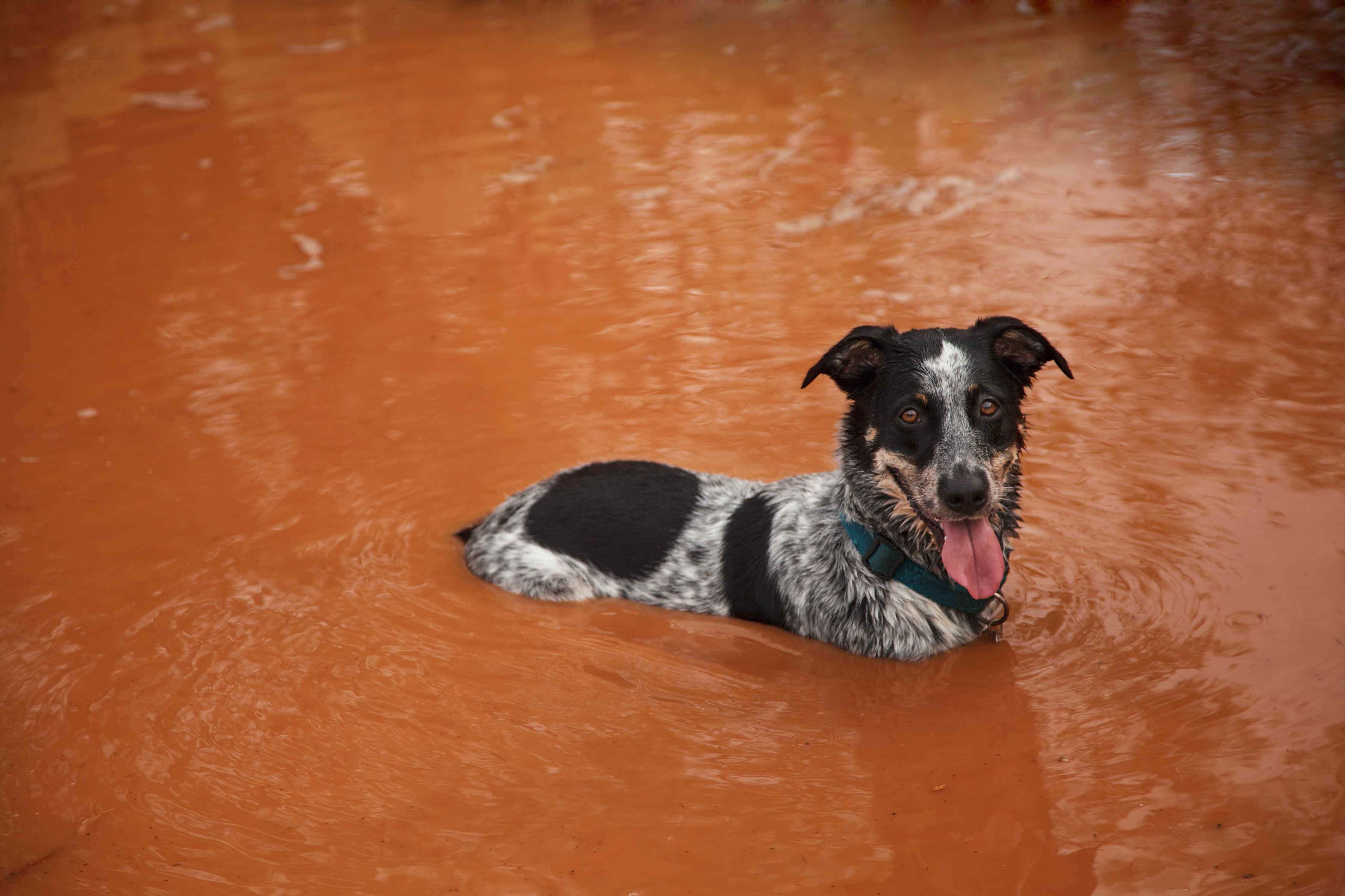 Jessee the Three-Legged Cattle Dog, a Blue Heeler mix who loves to hike Arizona
