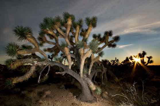 Sunset along Joshua Tree Parkway in the Arizona desert