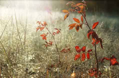 Wild Raspberry at Lake Mary, northern Arizona