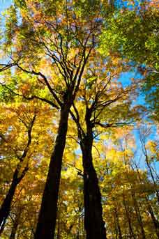 Fall colors in the forest at Hartwick Pines State Park, Michigan