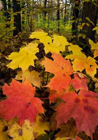 Fall colors in the forest at Hartwick Pines State Park, Michigan